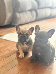 CKC French bulldog puppies - Photo 2