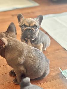 CKC French bulldog puppies - Photo 3