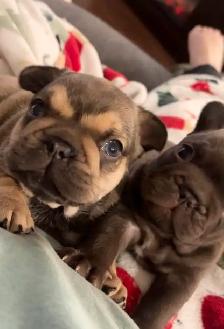 CKC French bulldog puppies - Photo 4
