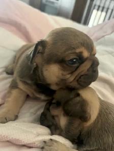 CKC French bulldog puppies - Photo 5
