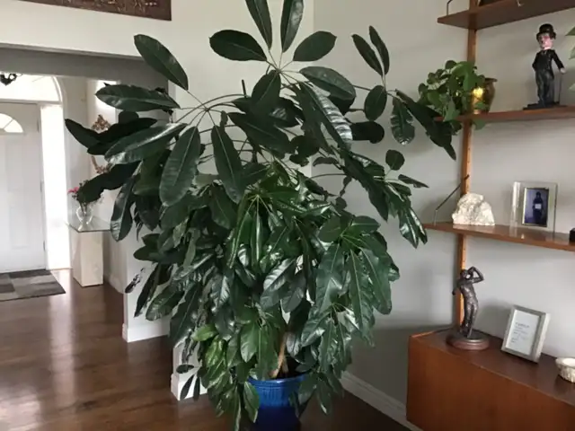 LARGE MONEY TREE PLANT