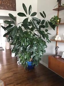 LARGE MONEY TREE PLANT - Photo 2
