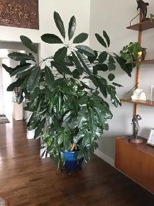 LARGE MONEY TREE PLANT - Photo 3