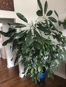 LARGE MONEY TREE PLANT - Photo 4