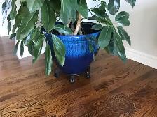 LARGE MONEY TREE PLANT - Photo 5