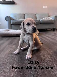 Great Dane puppies