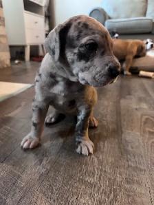Great Dane puppies - Photo 2