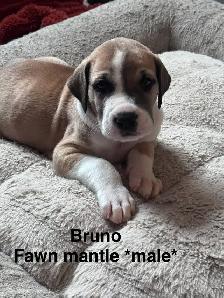 Great Dane puppies - Photo 3