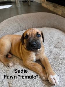 Great Dane puppies - Photo 4