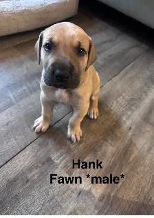 Great Dane puppies - Photo 5