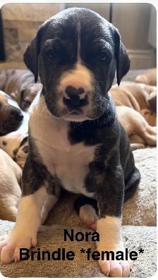Great Dane puppies - Photo 6