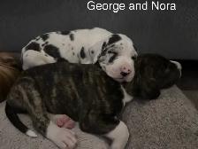 Great Dane puppies - Photo 7
