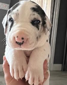 Great Dane puppies - Photo 8