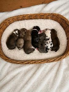 Great Dane puppies - Photo 9