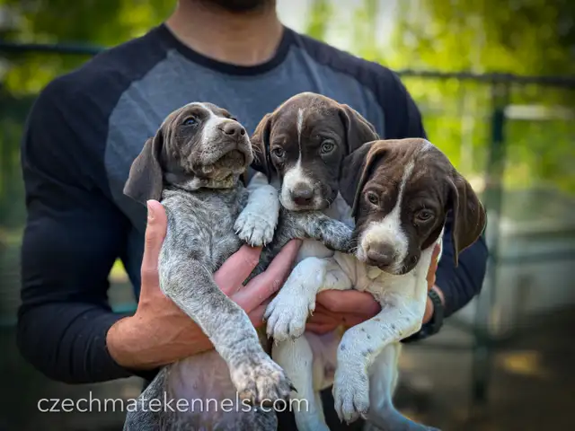 German Shorthaired Pointers CKC Registered GSP Puppies