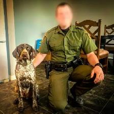 German Shorthaired Pointers CKC Registered GSP Puppies - Photo 8