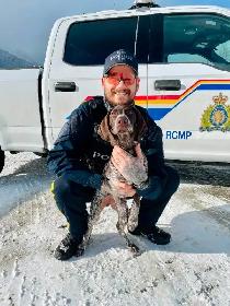 GSP Puppies CKC Registered German Shorthaired Pointers - Photo 7