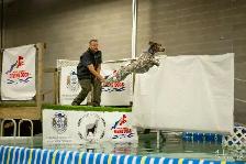 GSP Puppies CKC Registered German Shorthaired Pointers - Photo 8