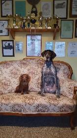GSP Puppies CKC Registered German Shorthaired Pointers - Photo 9