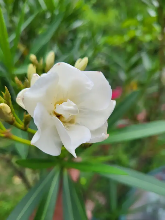 Oleander plants multiple colours