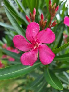 Oleander plants multiple colours - Photo 2