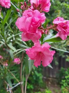 Oleander plants multiple colours - Photo 3