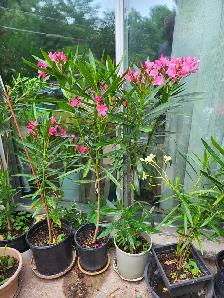 Oleander plants multiple colours - Photo 4
