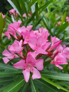 Oleander plants multiple colours - Photo 5