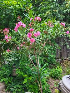Oleander plants multiple colours - Photo 6