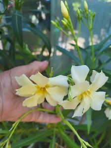 Oleander plants multiple colours - Photo 7