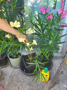 Oleander plants multiple colours - Photo 8