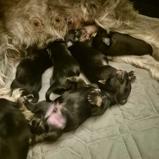 Itsy Bitsy (Mini) Schnauzers for Rehoming