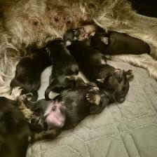 Itsy Bitsy (Mini) Schnauzers for Rehoming