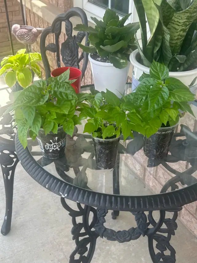 Hot Pepper Plants