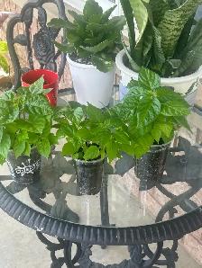 Hot Pepper Plants - Photo 2