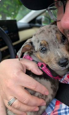 Pitbull /bull terrier mix pup for sale