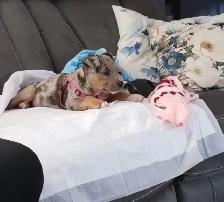 Pitbull /bull terrier mix pup for sale - Photo 2