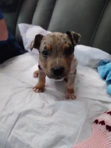 Pitbull /bull terrier mix pup for sale - Photo 4