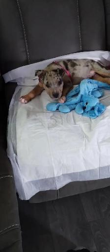 Pitbull /bull terrier mix pup for sale - Photo 5
