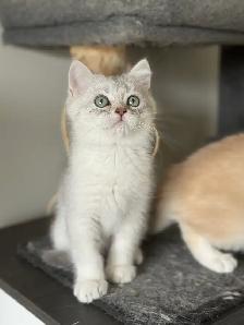 Scottish Shorthair