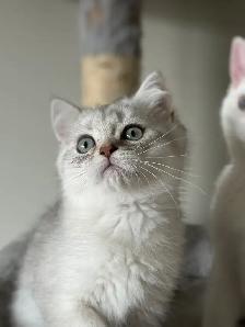 Scottish Shorthair - Photo 2