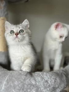 Scottish Shorthair - Photo 4