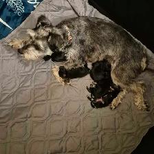 Miniature Schnauzer Puppies - Photo 2