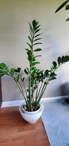 Pretty Indoor Plants