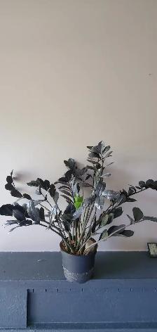 Pretty Indoor Plants - Photo 2