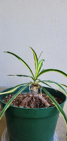 Pretty Indoor Plants - Photo 3