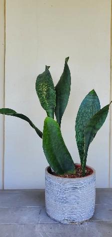 Pretty Indoor Plants - Photo 4