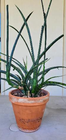 Pretty Indoor Plants - Photo 5