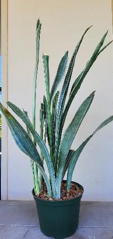 Pretty Indoor Plants - Photo 6