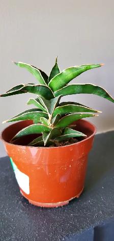 Pretty Indoor Plants - Photo 7